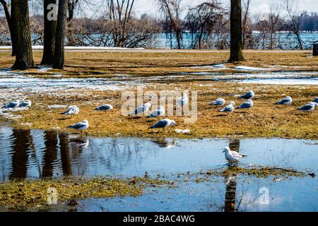 Möwen im Frühling schöner sonniger Tag Stockfoto