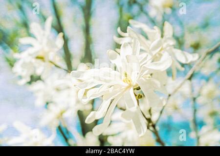 Merrill Star Magnolia, ein kleiner Baum oder Strauch im Quellgarten. Texturierungselement hinzugefügt. Stockfoto