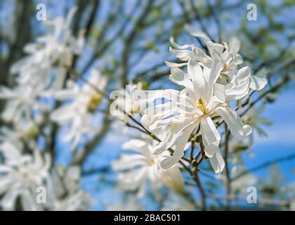 Merrill Star Magnolia, ein kleiner Baum oder Strauch im Quellgarten. Stockfoto