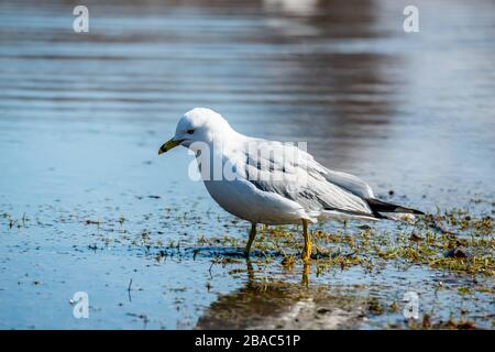 Möwen im Frühling schöner sonniger Tag Stockfoto