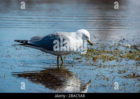 Möwen im Frühling schöner sonniger Tag Stockfoto