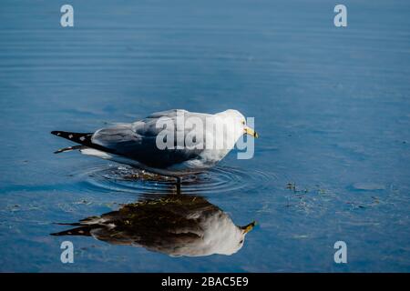 Möwen im Frühling schöner sonniger Tag Stockfoto