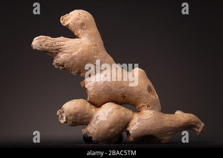 Frische Ingwerwurzel. Low Key Stillleben Studio mit essbarem Gewürz vor dunklem Hintergrund. Stockfoto