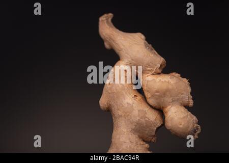 Frische Ingwerwurzel. Low Key Stillleben Studio mit essbarem Gewürz vor dunklem Hintergrund. Stockfoto