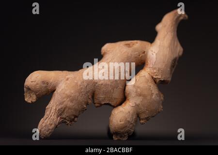 Frische Ingwerwurzel. Low Key Stillleben Studio mit essbarem Gewürz vor dunklem Hintergrund. Stockfoto