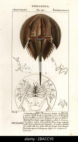 Atlantische Hufeisenkrabbe, Limulus polyphemus. Percilopi Limulo polifemo. Handfarbige Kupferstichgravur von Antoine Laurent de Jussieus Dizionario delle Scienze NATURALI, Wörterbuch der Naturwissenschaften, Florenz, Italien, 1837. Von Corsi gravierte Illustration, gezeichnet von Jean Gabriel Pretre und unter der Regie von Pierre Jean-Francois Turpin, herausgegeben von Batelli e Figli. Turpin (1775-1840) gilt als einer der größten französischen Botanischen Illustratoren des 19. Stockfoto