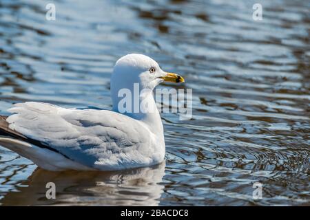 Möwen im Frühling schöner sonniger Tag Stockfoto