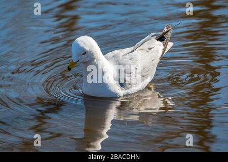 Möwen im Frühling schöner sonniger Tag Stockfoto