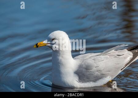 Möwen im Frühling schöner sonniger Tag Stockfoto