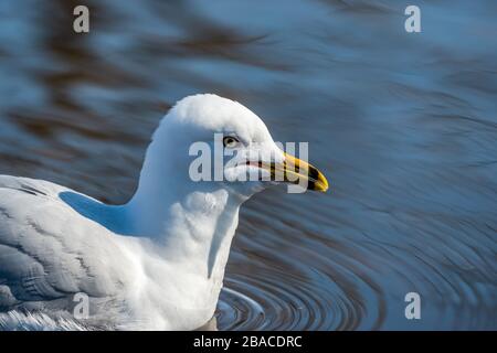 Möwen im Frühling schöner sonniger Tag Stockfoto