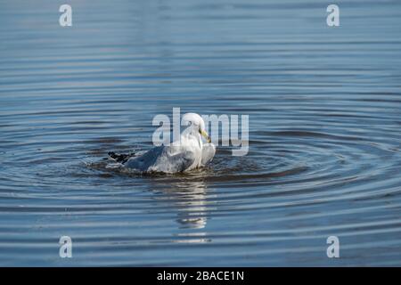 Möwen im Frühling schöner sonniger Tag Stockfoto