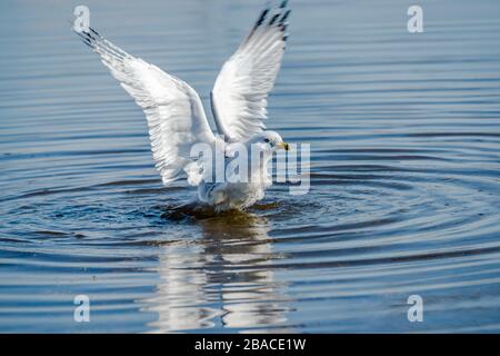 Möwen im Frühling schöner sonniger Tag Stockfoto