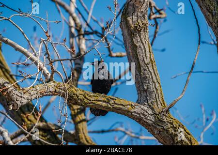 Krähe auf Ast im blauen Himmelshintergrund Stockfoto