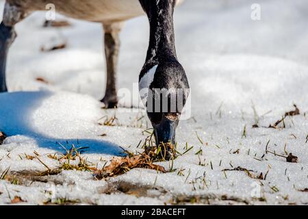 Frühling, Gänse, die nach dem Essen suchen und versuchen, einen Partner zu finden Stockfoto