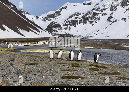 King Penguins (Aptenodytes patagonicus) in der Ebene der Right Whale Bay, Südgeorgien, Antarktis Stockfoto