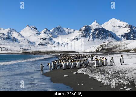 King Penguins (Aptenodytes patagonicus) am Strand, Salisbury Plain, Südgeorgien, Antarktis Stockfoto