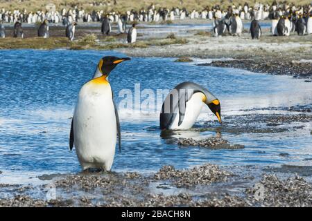 Zwei King Penguins (Aptenodytes patagonicus), die einen Bach überqueren, Salisbury Plains, Südgeorgien, Antarktis Stockfoto