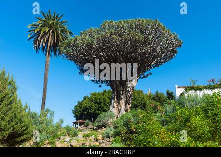 Tausendjähriger Drachenbaum (Dracaena draco), Icod de los Vinos, Tenera, Kanarische Inseln, Spanien Stockfoto