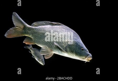 Gemeinsamer Karpfen (Cyprinus carpio), gefangener Karpfen, Frankreich Stockfoto