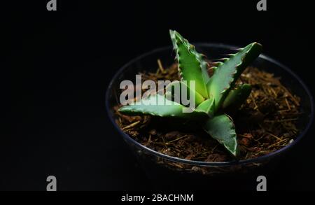 Einzelne Aloe Anlage im Glastopf Stockfoto