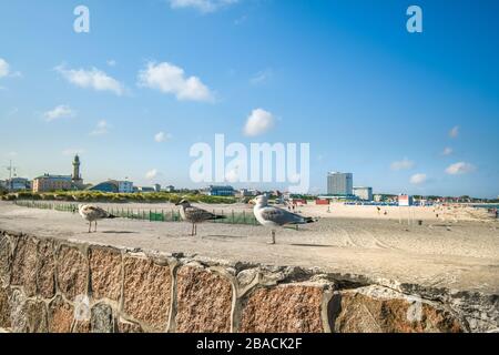 An einer Steinmauer in der Nähe des Sandstrands in Warnemunde Rostock-Deutschland an der Ostsee stehen drei Meermöwen Stockfoto