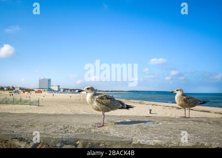 An einer Steinmauer in der Nähe des Sandstrands in Warnemunde Rostock-Deutschland an der Ostsee stehen zwei Meermöwen Stockfoto