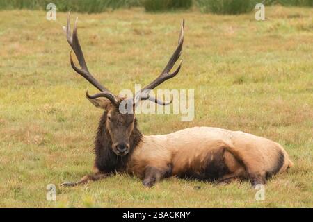 Roosevelt Elk entspannt sich in Dean Creek, Oregon Stockfoto