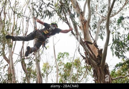 Kai Wild, ein Arborist und Wildtierretter, holt einen verletzten Koala von einem Baum auf Kangaroo Island, Südaustralien, Australien. Stockfoto