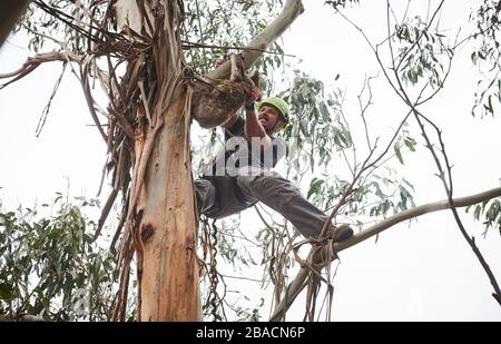 Kai Wild, ein Arborist und Wildtierretter, holt einen verletzten Koala von einem Baum auf Kangaroo Island, Südaustralien, Australien. Stockfoto