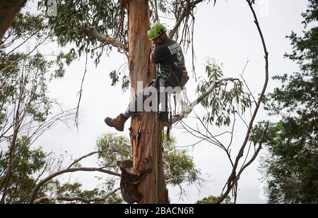 Kai Wild, ein Arborist und Wildtierretter, holt einen verletzten Koala von einem Baum auf Kangaroo Island, Südaustralien, Australien. Stockfoto