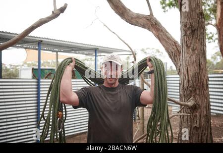 Der Arborist und Wildtierretter von Kai Wild hat nach den Buschfeuern auf Kangaroo Island, Südaustralien, verletzte Koalas von Bäumen zurückgesucht. Stockfoto