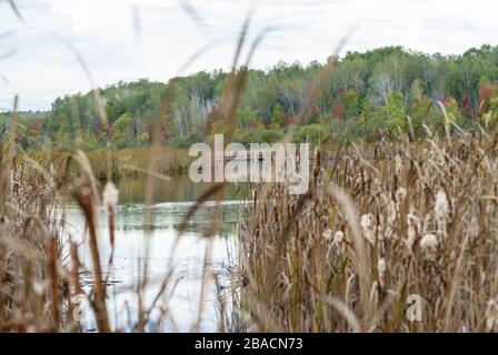 Schöne Aufnahme eines Sees umgeben von getrocknetem Gras auf dem Feld in Mer Bleue Gegend, Kanada Stockfoto