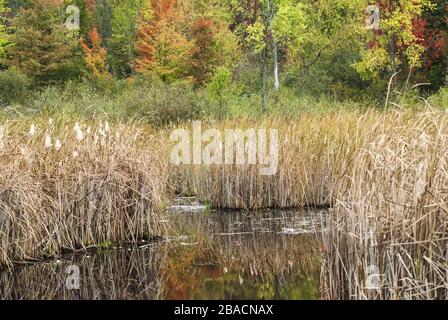 Schöne Aufnahme eines Sees umgeben von getrocknetem Gras auf dem Feld in Mer Bleue Gegend, Kanada Stockfoto