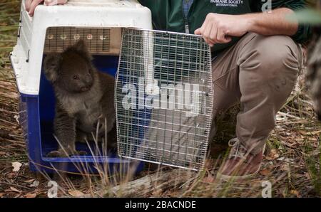 Ein Mann von Humane Society International hat auf Kangaroo Island, South Australia, Australien, ein geborgen Koala freigesetzt. Stockfoto