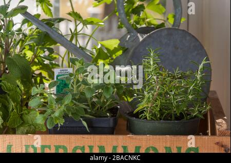 Vergossen Kräuterpflanzen und alte Gießkanne in Holzkiste am Fensterschweller. Stockfoto