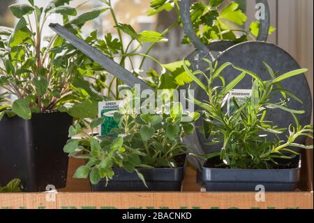 Vergossen Kräuterpflanzen und alte Gießkanne in Holzkiste am Fensterschweller. Stockfoto