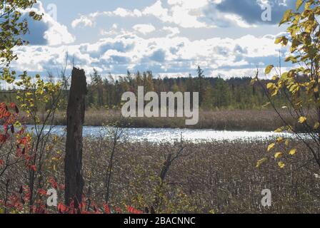 Schöne Aufnahme des Sees umgeben von getrocknetem Gras in Mer Bleu Moor Gebiet in der Nähe von Ontario, Kanada Stockfoto