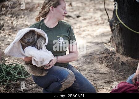 Ein Koala, der von Kelly Donithan von der Humane Society International von einem Baum auf Kangaroo Island, South Australia, Australien gerettet wurde. Stockfoto