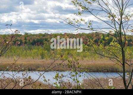 Schöne Aufnahme des Sees umgeben von getrocknetem Gras in Mer Bleu Moor Gebiet in der Nähe von Ottawa, Kanada Stockfoto