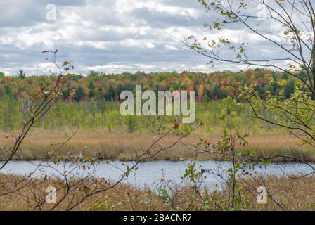 Schöne Aufnahme des Sees umgeben von getrocknetem Gras in Mer Bleu Moor Gebiet in der Nähe von Ottawa, Kanada Stockfoto