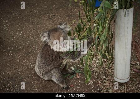 Koalas erholen sich im Wildlife Centre in Kangaroo Island, Südaustralien. Stockfoto