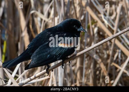 Schöne Aufnahme einer Amsel, die auf dem Ast steht Stockfoto