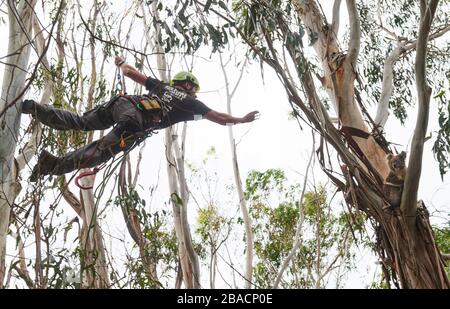 Kai Wild, ein Arborist und Wildtierretter, holt einen verletzten Koala von einem Baum auf Kangaroo Island, Südaustralien, Australien. Stockfoto