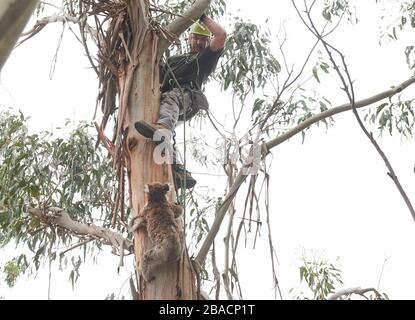 Kai Wild, ein Arborist und Wildtierretter, holt einen verletzten Koala von einem Baum auf Kangaroo Island, Südaustralien, Australien. Stockfoto