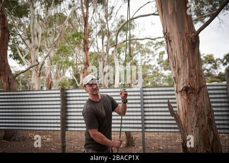 Kai Wild, ein Arborist und Wildtierretter, holt einen verletzten Koala von einem Baum auf Kangaroo Island, Südaustralien, Australien. Stockfoto