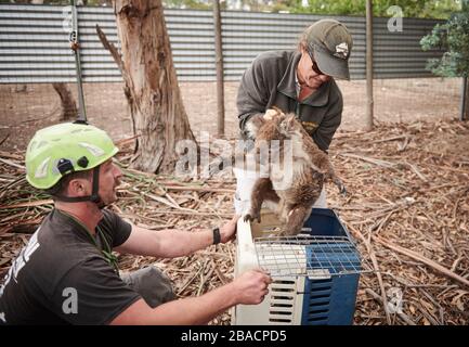 Kai Wild, ein Arborist und Wildtierretter, holt einen verletzten Koala von einem Baum auf Kangaroo Island, Südaustralien, Australien. Stockfoto