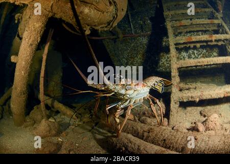 Karibischer Spiny Hummer, der im Schiffswrack von Carib Cargo in St. Maarten spazieren geht Stockfoto