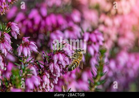 Selektive Fokus Aufnahme von rosa Buddleia Blumen mit einem verschwommen Hintergrund Stockfoto