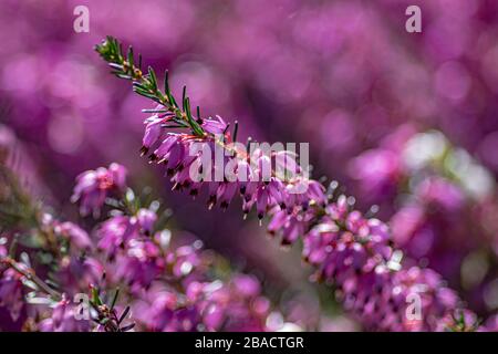 Selektive Fokus Aufnahme von rosa Buddleia Blumen mit einem verschwommen Hintergrund Stockfoto