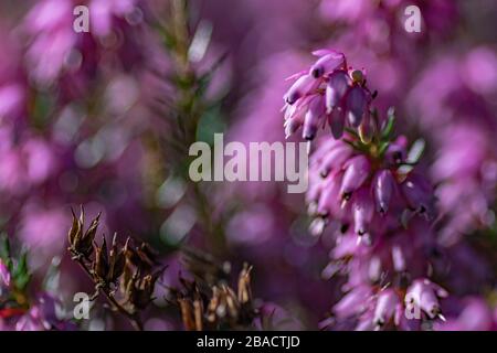 Selektive Fokus Aufnahme von rosa Buddleia Blumen mit einem verschwommen Hintergrund Stockfoto